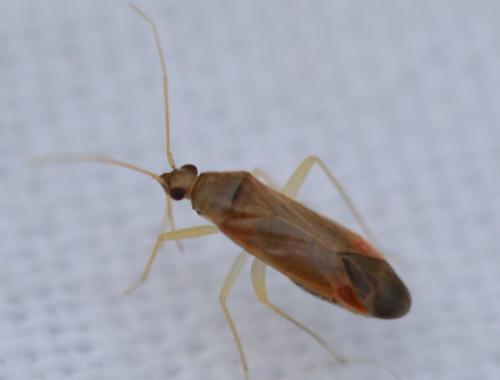 Phylus coryli